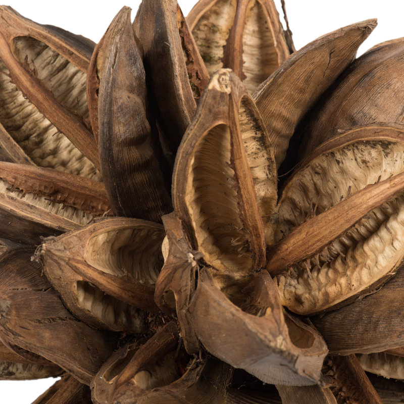 Vickerman All Natural Star Pod, Extra Large, Dried 8'' Plant