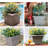 Lochlain Plastic Indoor / Outdoor Pot Planter-1506204058-1506204006