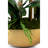 Abigail Gold Realtouch Orchid-109242014
