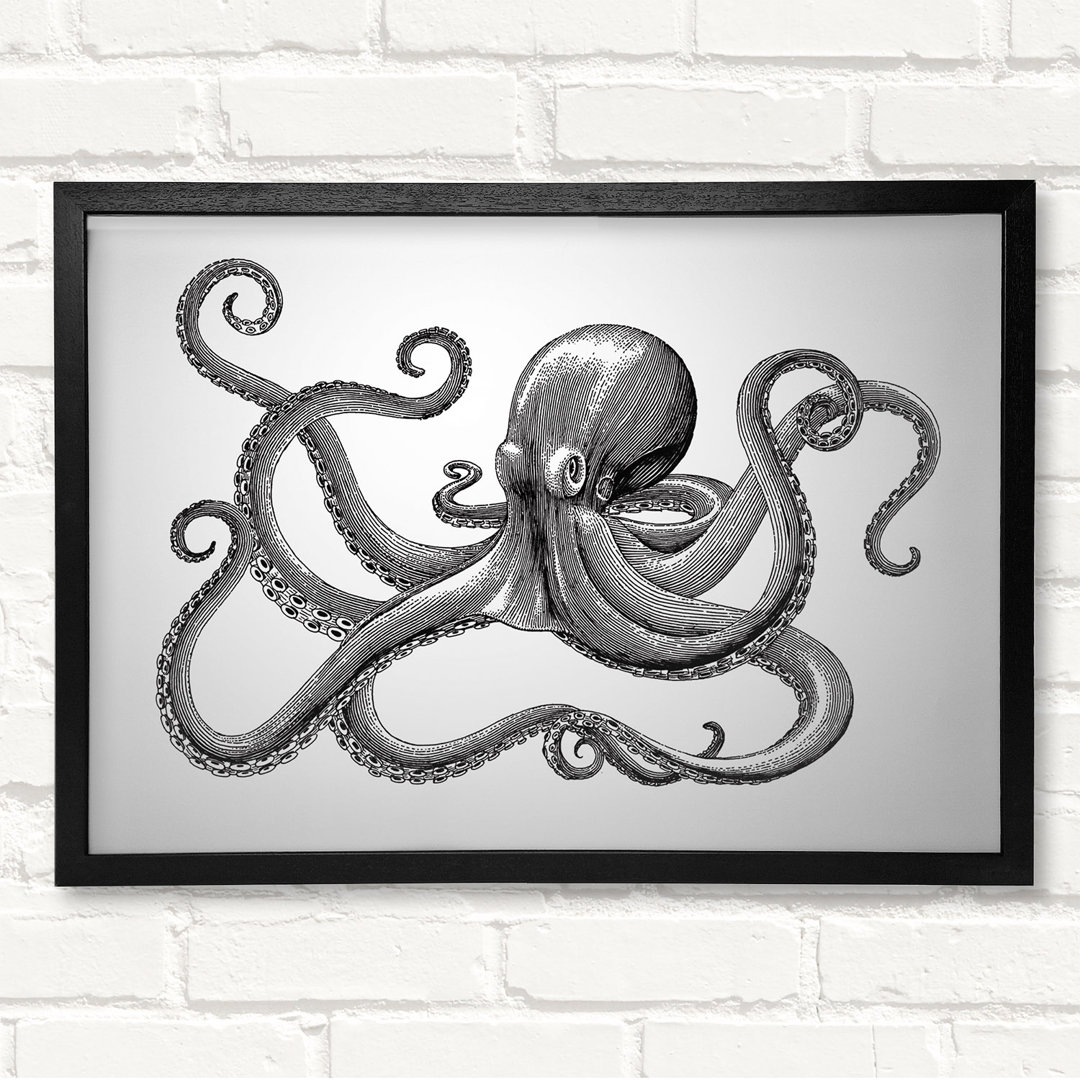 Octopus Illustration