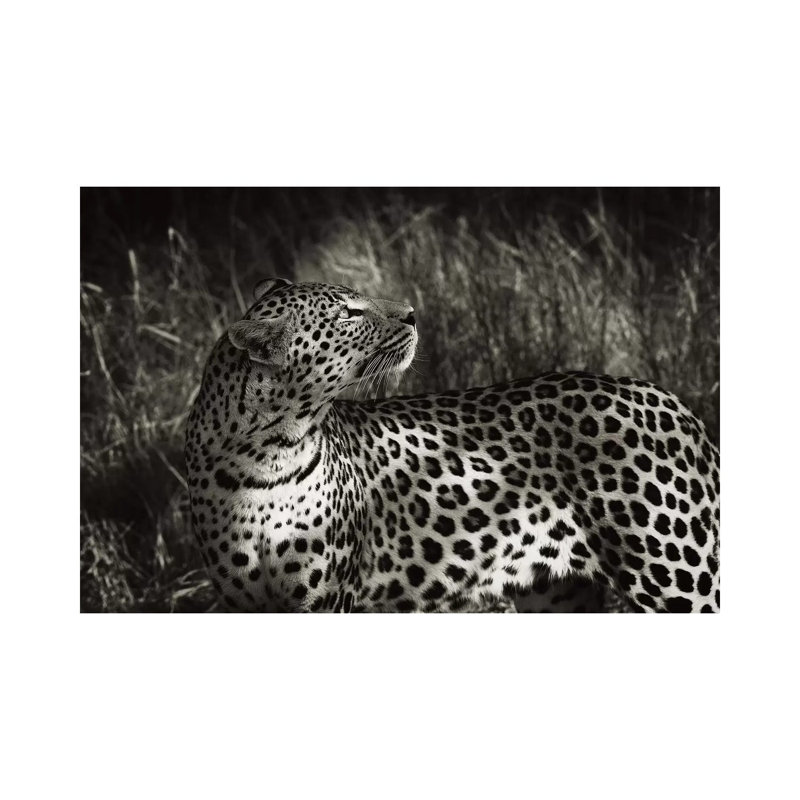 B&W Leopard At Rest by Klaus Tiedge - Wrapped Canvas Print, 20.32 cm H x 30.48 cm W