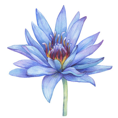 Egyptian Lotus - Wrapped Canvas Print