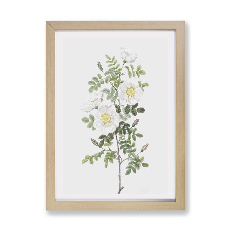 White Burnet Rose by Pierre-Joseph Redoute - Framed Print, Oak, 45cm H x 63cm W x 2cm D