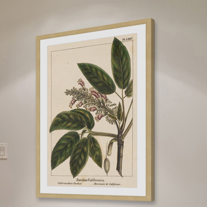 "Horse Chestnut" Framed Print, 24" H x 16" W x 1.5" D