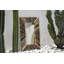 Pinesdale Shell Rectangle Mirror