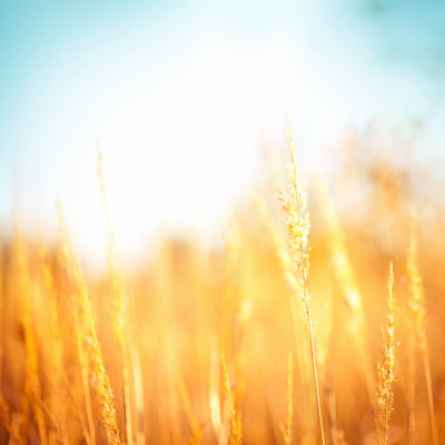 Golden Grass par Jasmina007