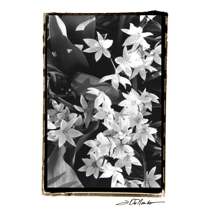 Springtime Garden VII by Laura DeNardo - Wrapped Canvas Art Prints, 46cm H x 30cm W x 3.8cm D