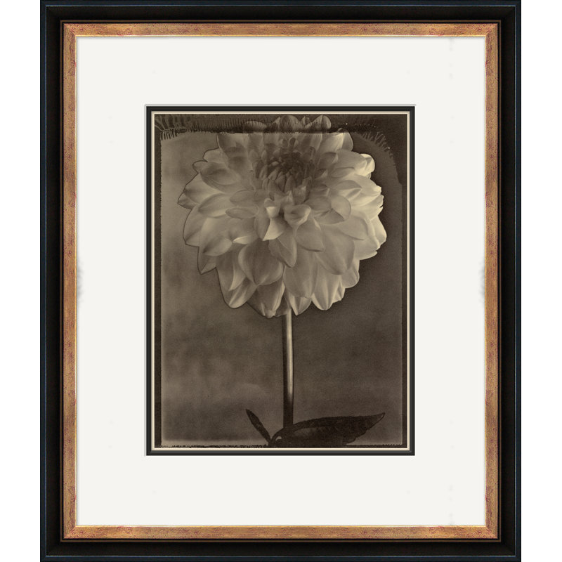 Sepia Flowers 21 Giclee Print by Soicher Marin Archives
