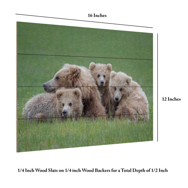 Renee Doyle Bear, H 12 po x l 16 po