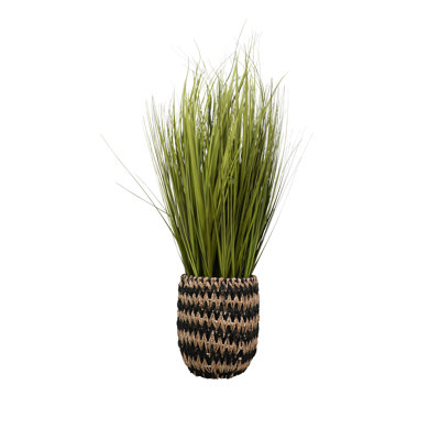 Herbe de 48 po dans un panier