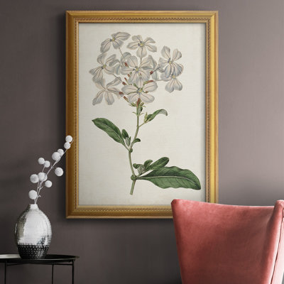 Antique Botanical Collection VIII " Antique Botanical Collection VIII " Painting Print