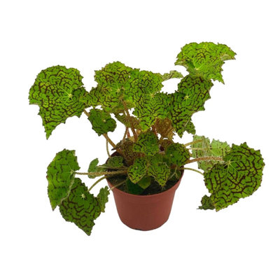 Deco Checks Green Begonia Rex 4 Inch PaintedLeaf Begonia Unique Homegrown Ex