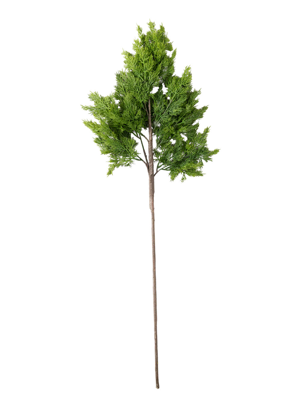 37" Pine Branch