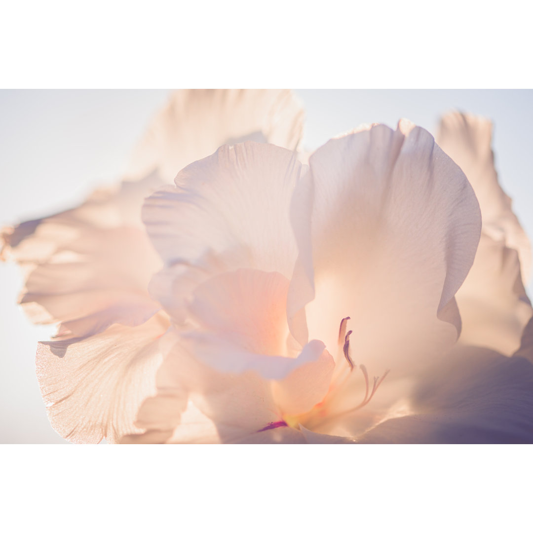 Weiße Blume von Jeja - Druck auf Leinwand ohne Rahmen