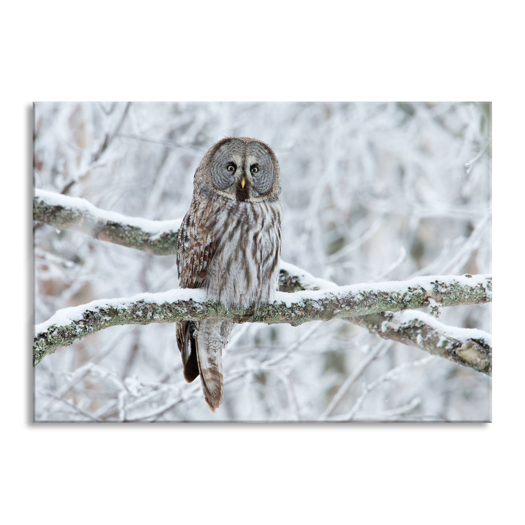 Ungerahmtes Foto auf Glas "Owl on a Branch"