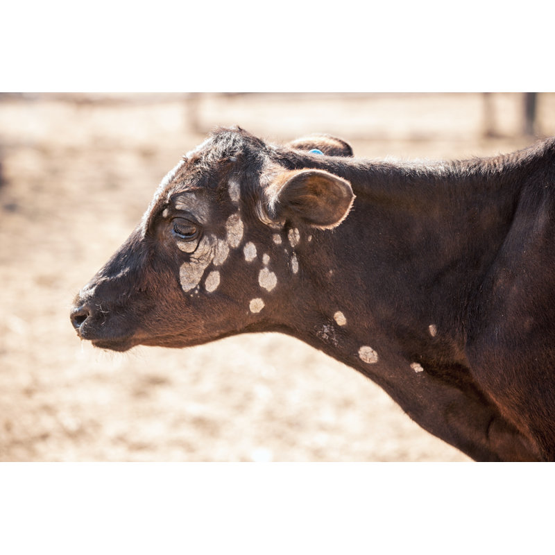 Profile of calf, 61cm H x 91cm W
