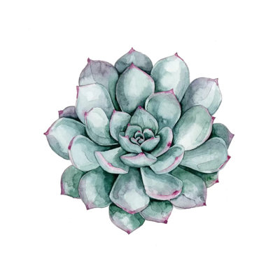 Succulent Swatches II by Grace Popp - Wrapped Canvas Print
