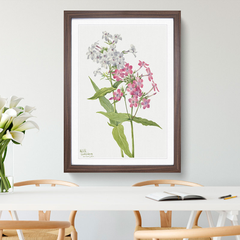 Perennial Phlox by Mary Vaux Walcott - Framed Print, Walnut Framed, 36cm H x 27cm W x 2cm D