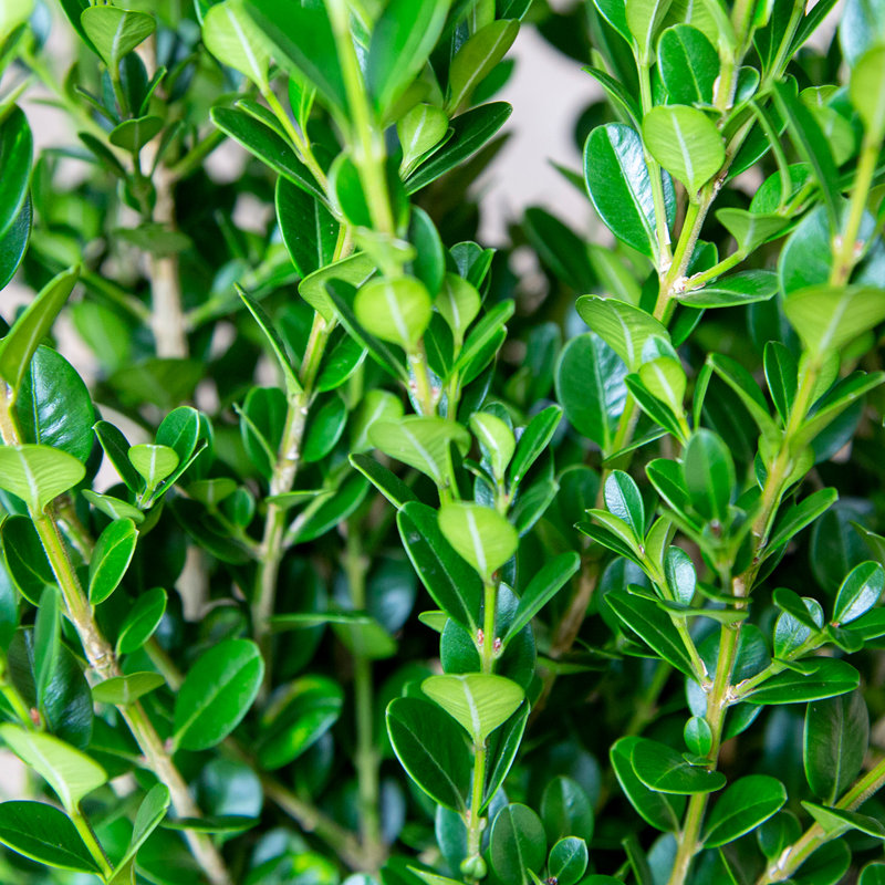 2.5 Qt. Wintergreen Boxwood - Evergreen Shrub for Full Sun to Part Shade