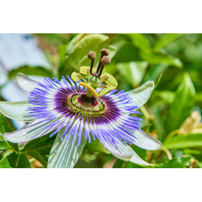Passion Fruit Flower - Wrapped Canvas Print