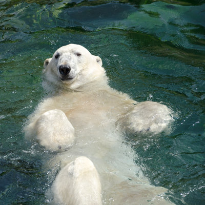 A Polar Bear Swimming On It's Back by Villy_yovcheva - Wrapped Canvas Print