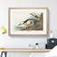 Western Ducks by John James Audubon - Framed Print-55641961-55641966
