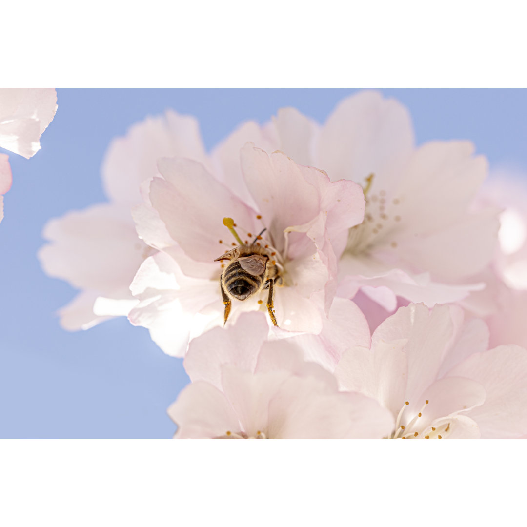 Biene in Kirschblüten von Katrin Dufter - Foto ohne Rahmen auf Leinwand