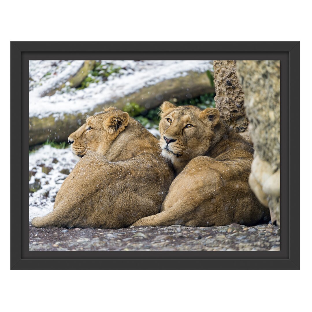 Gerahmtes Poster Sleeping Lionesses