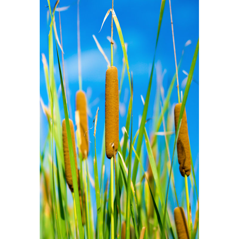 Metodio Bulrush - photographie sur toile tendue, H 18 po x l 12 po