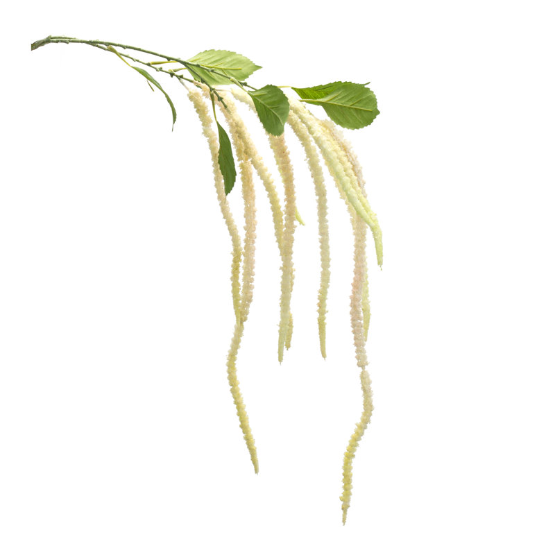 Tige florale Amaranthus (ensemble de 4), Blanc
