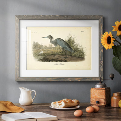 " Audubons Blue Heron "