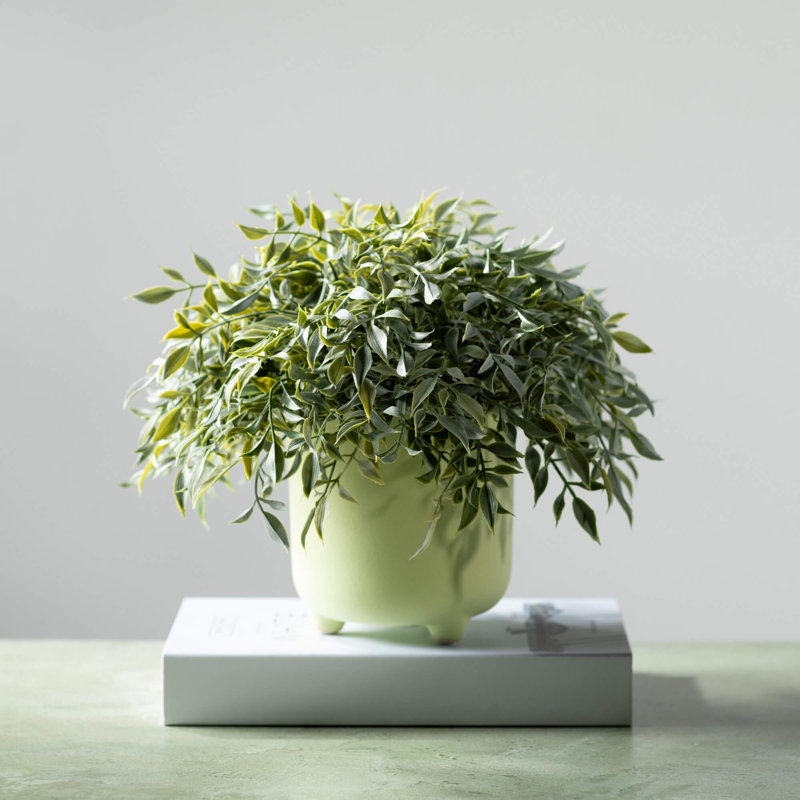 Orbe Ruscus 5,5 po; vert