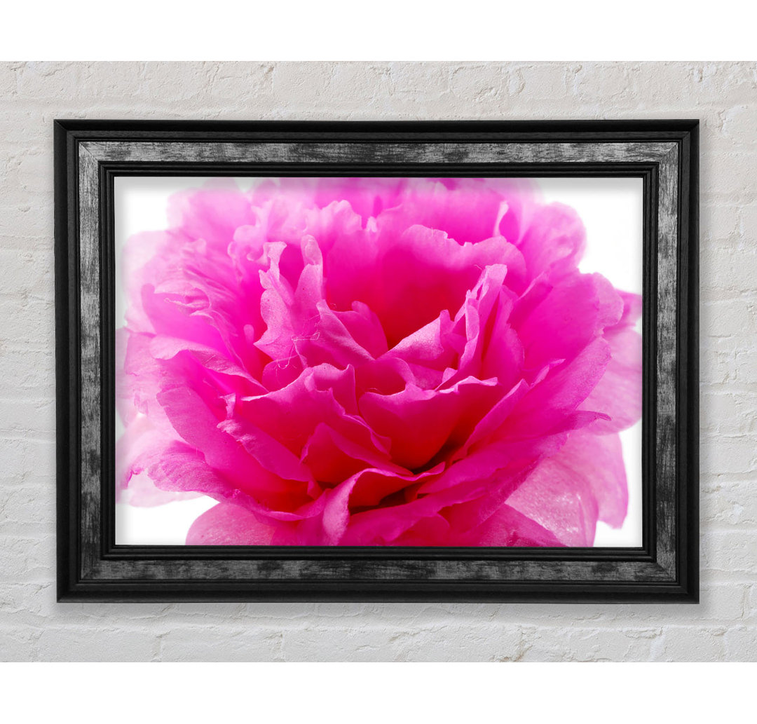 Pink Carnation Ruffles - Einzelner Bilderrahmen Kunstdrucke