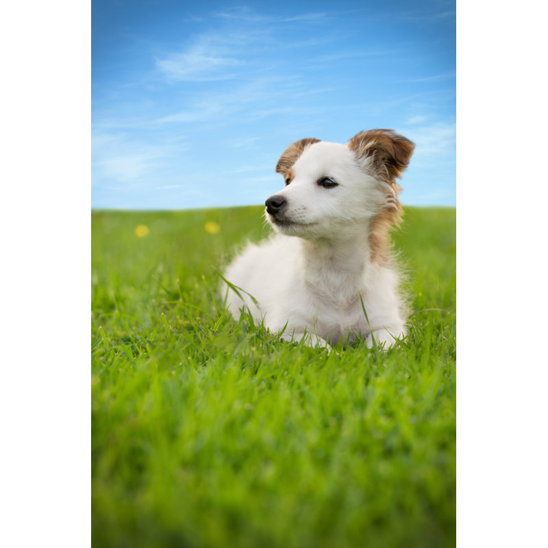 Chien assis sur l'herbe par Mediaproduction, H 48 po x l 32 po