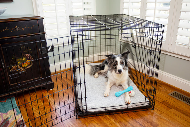 A gray and white border collie resting inside a large, open black wire dog crate placed on a hardwood floor, complete with a soft gray mattress pad, a blue bone toy, and a small baseball