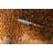 WÜSTHOF Amici 3.5" Paring Knife