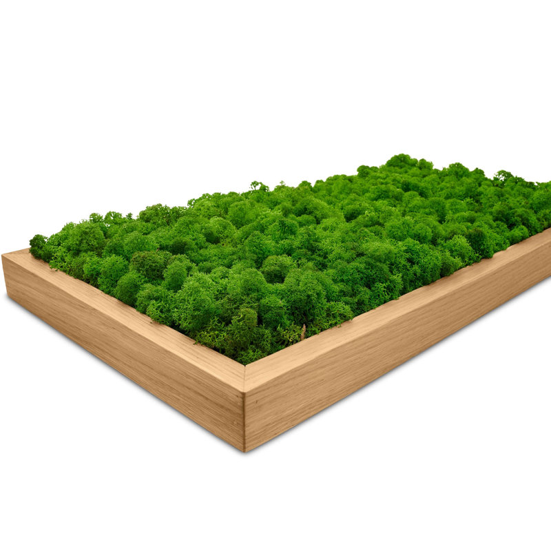 Moss Picture Reindeer Moss, Oak