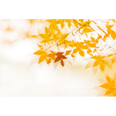 Double exposure of Autumn Leaves 584225938
