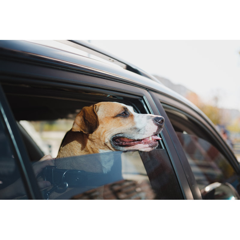 Staffordshire Terrier - Photographie sur toile tendue, H 32 po x l 48 po