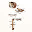 Ensemble de tablettes murales en bois massif pour chat, système mural d'escalade pour chat