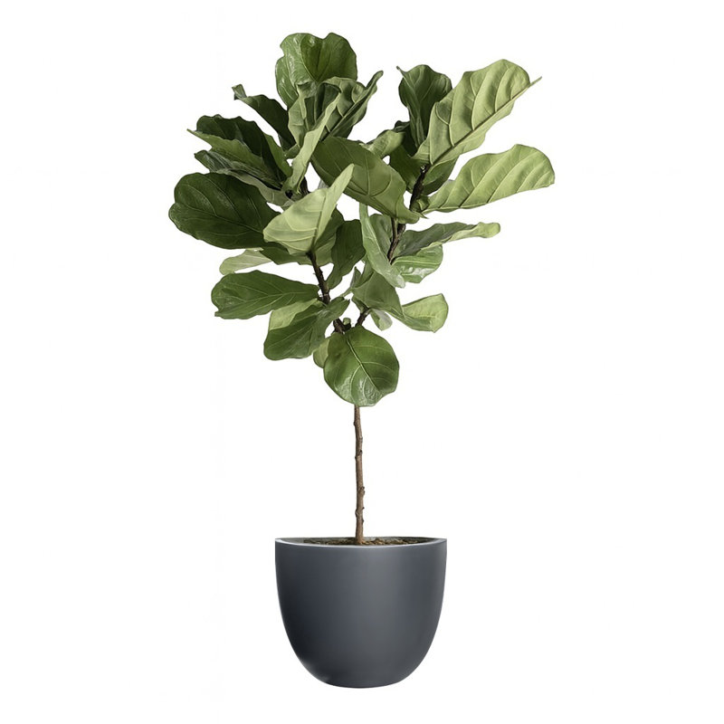 Dorlis Handmade Pot Planter, 15" H x 18" W x 18" D, Charcoal