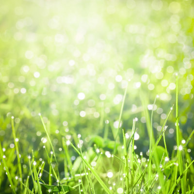 " Grass With Dew "