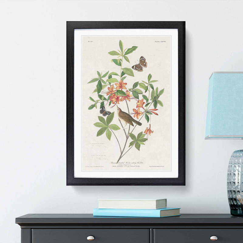 Warbler Bird & Butterflies by John Audubon - Picture Frame Painting Print, 36cm H x 27cm W x 2cm D, Black Framed
