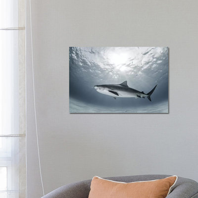 Tiger Rays by Ken Kiefer - Wrapped Canvas Gallery-Wrapped Canvas Giclée