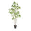 TREE LAUREL GROWER 7FT