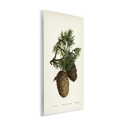  «Cedar Tree Pinecones» par Tina Higgins Designs, Inc.