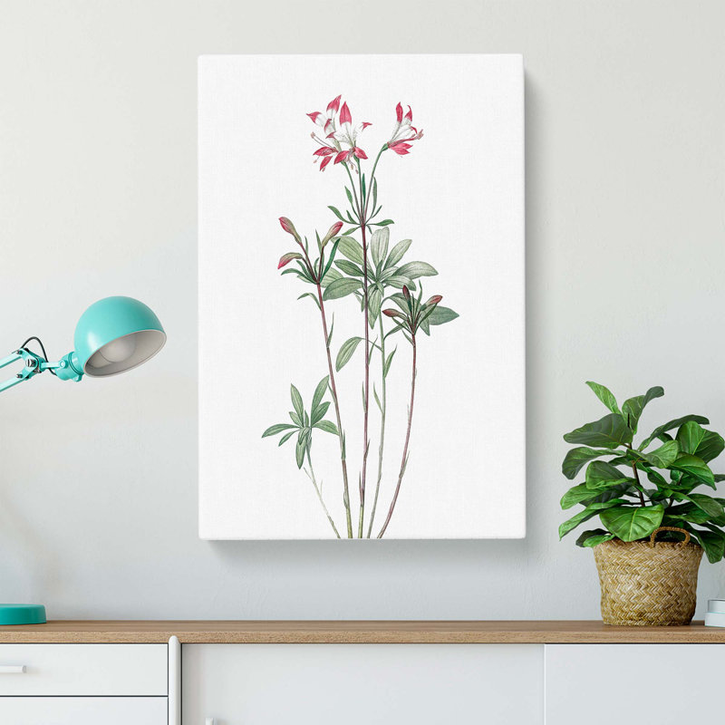 Lily Of The Incas by Pierre-Joseph Redoute - Wrapped Canvas, 60cm H x 40cm W x 3cm D