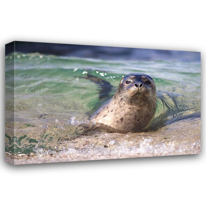 Talbot Frank, Christopher Gallery Wrapped Canvas Art: CA, La Jolla A seal swimming along the Coast, 33" H x 48" W