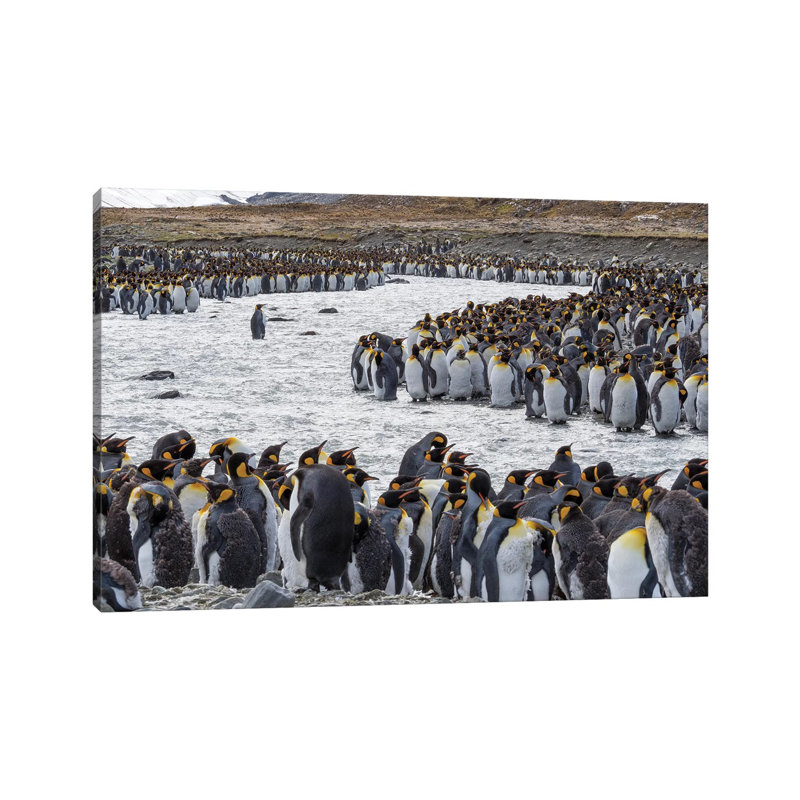 King Penguin Rookery In St. Andrews Bay. Adults Molting. South Georgia Island by Martin Zwick - Wrapped Canvas Print