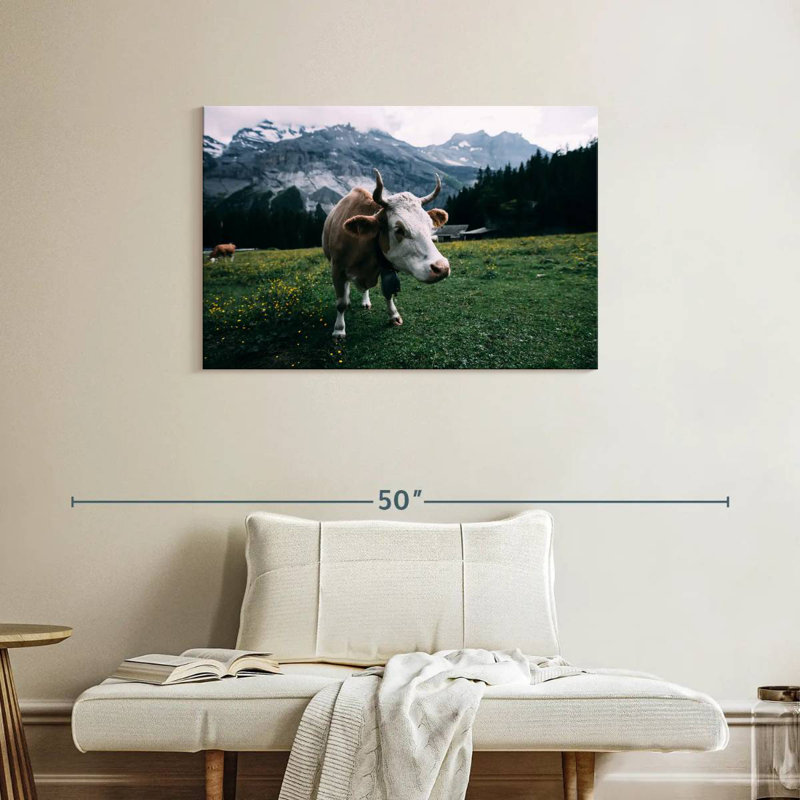 Vache curieuse Brampt